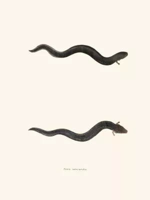 Siren intermedia by John Edwards Holbrook Siren intermedia by John Edwards Holbrook Oil Painting