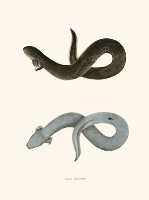 Siren lacertina by John Edwards Holbrook Siren lacertina by John Edwards Holbrook Oil Painting