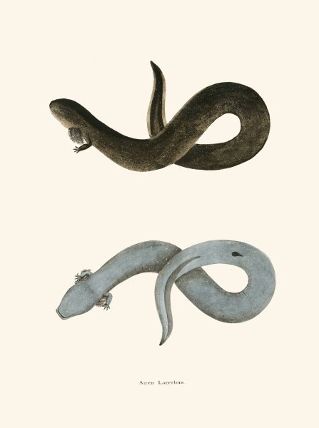 Main Product Photo of Siren lacertina  Painting by John Edwards Holbrook