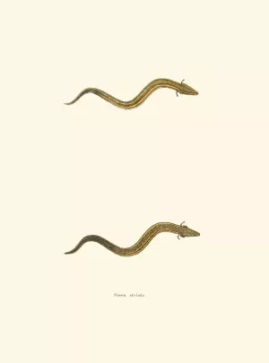 Siren striata by John Edwards Holbrook Siren striata by John Edwards Holbrook Oil Painting