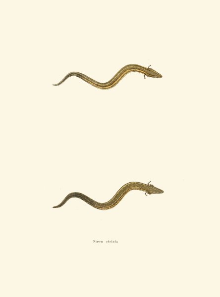 Main Product Photo of Siren striata  Painting by John Edwards Holbrook