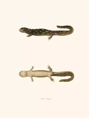 Triton ingens by John Edwards Holbrook Triton ingens by John Edwards Holbrook Oil Painting