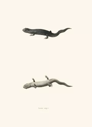 Triton nigra by John Edwards Holbrook Triton nigra by John Edwards Holbrook Oil Painting