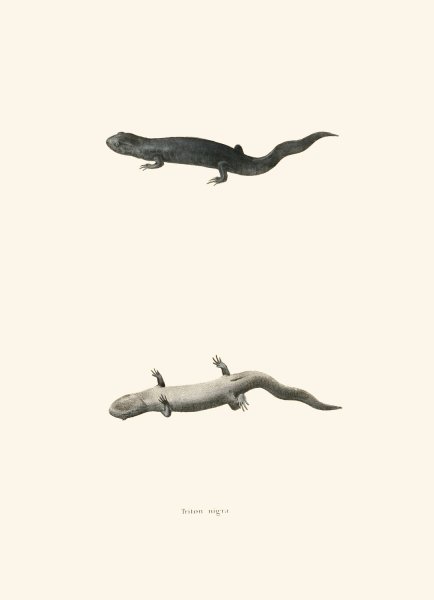 Main Product Photo of Triton nigra  Painting by John Edwards Holbrook