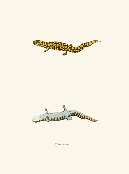 Main Product Photo of Triton tigrinus  Painting by John Edwards Holbrook