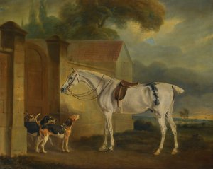 Lord Lonsdale's Fleabitten Grey Hunter, Brass, At Cottesmore With The Cottesmore Hounds by John Ferneley Oil Painting