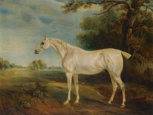 The Marquess Of Huntly's Fleabitten Grey Hunter by John Ferneley Oil Painting