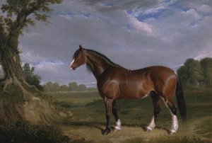 A Clydesdale Stallion by John Frederick Herring Snr. Oil Painting