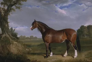A Clydesdale Stallion by John Frederick Herring Snr. Oil Painting