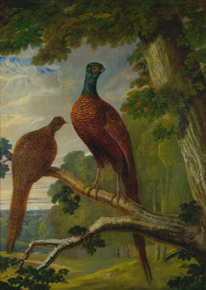 A Pheasant Cock And Hen by John Frederick Herring Snr. Oil Painting
