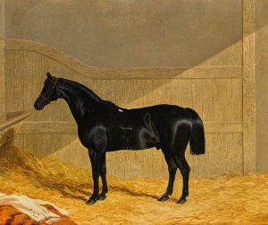 Black Horse In A Stable by John Frederick Herring Snr. Oil Painting