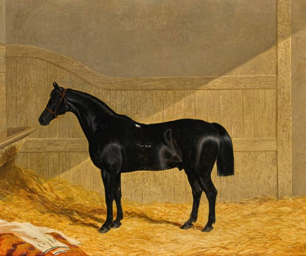 Black Horse In A Stable  by John Frederick Herring Snr. - Hand-Painted Oil Painting Reproduction