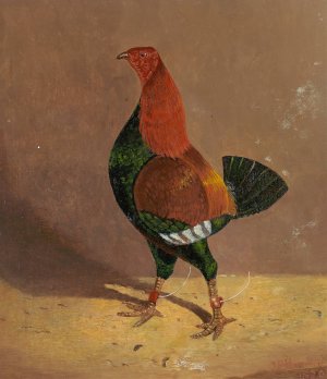 Fighting Cocks,a Dark-Breasted Fighting Cock, Facing Left by John Frederick Herring Snr. Oil Painting