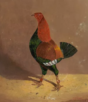 Fighting Cocks,a Dark-Breasted Fighting Cock, Facing Left by John Frederick Herring Snr. Oil Painting