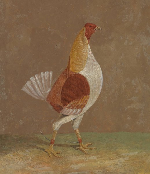 Fighting Cocks, a Pale-Breasted Fighting Cock, Facing Rght  by John Frederick Herring Snr. - Hand-Painted Oil Painting Reproduction