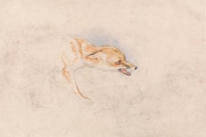 Study of a Crouching Fox, Facing Right Oil painting by John Frederick Lewis
