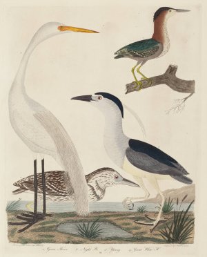 Green Heron, Night Heron, Young Heron, and Great White Heron by John G. Warnicke Oil Painting