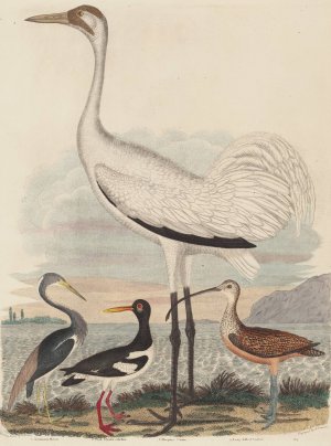 Louisiana Heron, Pied Oyster-catcher, Hooping Crane, and Long-billed Curlew by John G. Warnicke Oil Painting