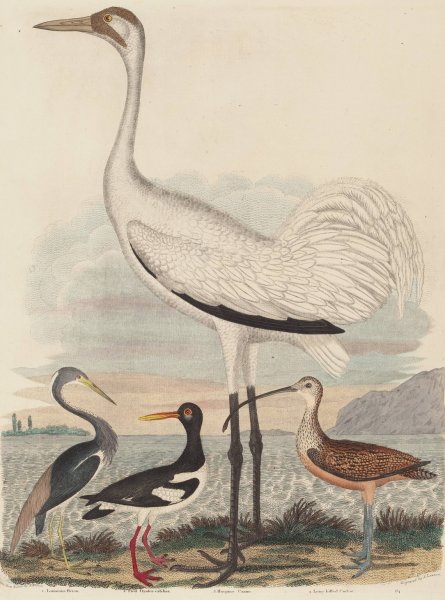 Main Product Photo of Louisiana Heron, Pied Oyster-catcher, Hooping Crane, and Long-billed Curlew  Painting by John G. Warnicke