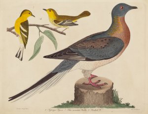 Passenger Pigeon, Blue-mountain Warbler, and Hemlock Warbler by John G. Warnicke Oil Painting