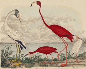 Wood Ibis, Scarlet Ibis, Flamingo, and White Ibis by John G. Warnicke Oil Painting