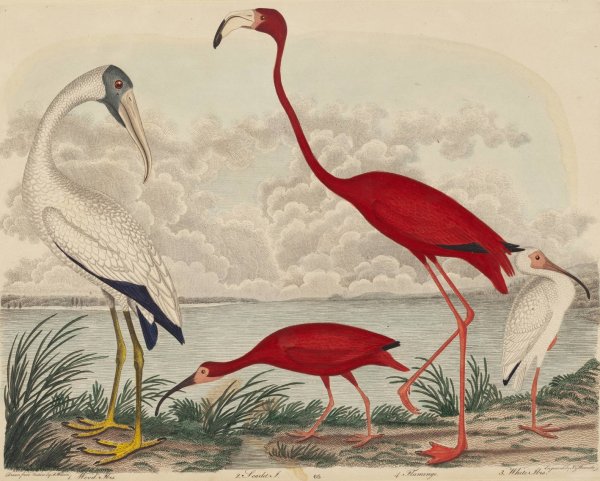 Main Product Photo of Wood Ibis, Scarlet Ibis, Flamingo, and White Ibis  Painting by John G. Warnicke