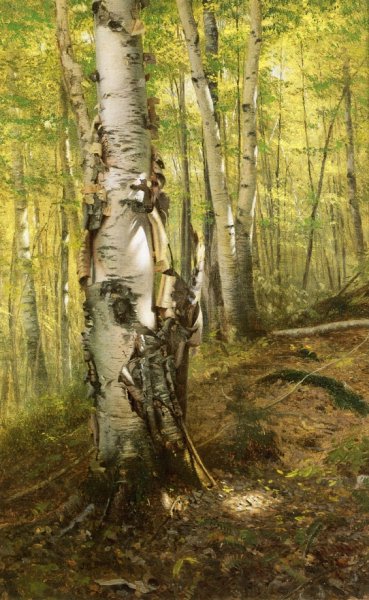 Main Product Photo of Silver Birches Painting by John George Brown
