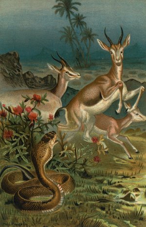 African Cobra, or Haje, and Gazelles. by John George Wood Oil Painting