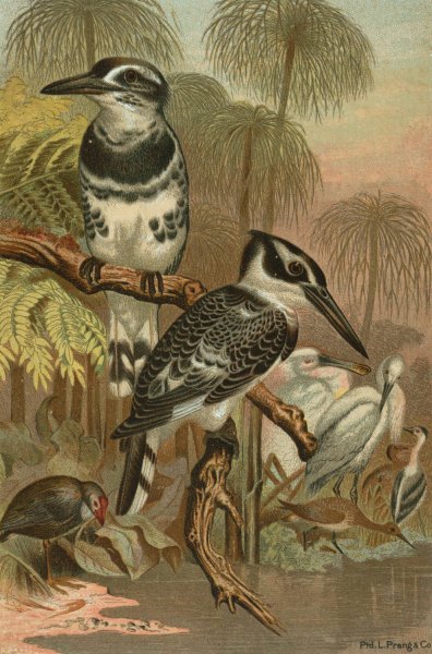 Black and White Kingfisher.  by John George Wood - Hand-Painted Oil Painting Reproduction
