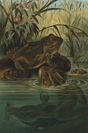 Bull-Frog by John George Wood Oil Painting