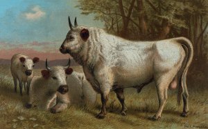 Chillingham Cattle by John George Wood Oil Painting