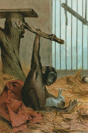 Chimpanzee by John George Wood Oil Painting