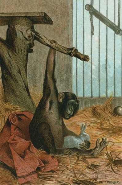 Chimpanzee by John George Wood - Hand-Painted Oil Painting Reproduction