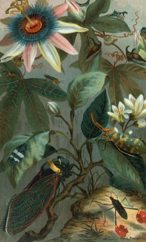 Cicadae, Lantern-Fly, etc. by John George Wood Oil Painting
