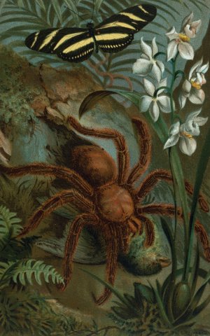 Crab-Spider, or Matoudou by John George Wood Oil Painting