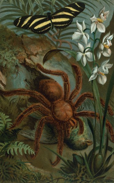Crab-Spider, or Matoudou by John George Wood - Hand-Painted Oil Painting Reproduction