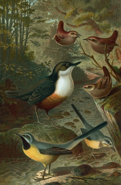 Dipper, Wagtails and Wrens by John George Wood - Hand-Painted Oil Painting Reproduction