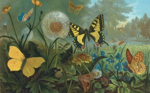 Erycinids by John George Wood Oil Painting