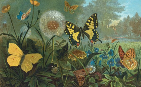 Erycinids  by John George Wood - Hand-Painted Oil Painting Reproduction