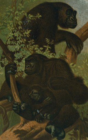 Gorilla by John George Wood Oil Painting
