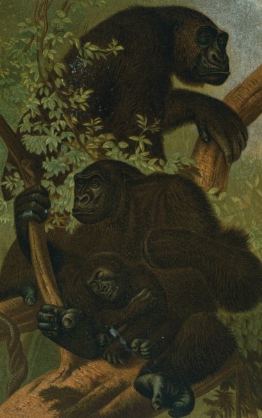 Gorilla  by John George Wood - Hand-Painted Oil Painting Reproduction