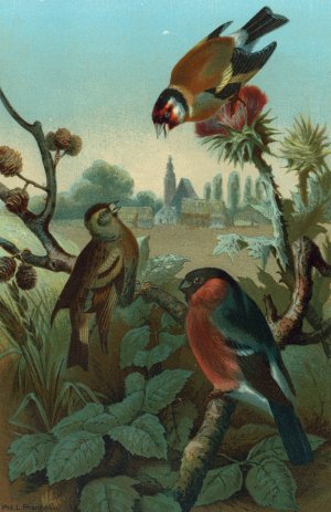 Group of Finches by John George Wood Oil Painting