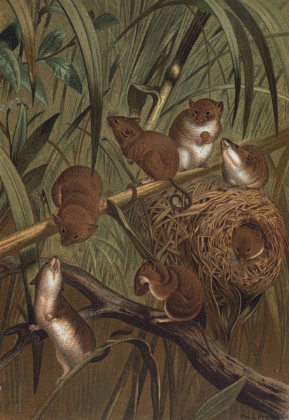 Harvest Mouse by John George Wood - Hand-Painted Oil Painting Reproduction