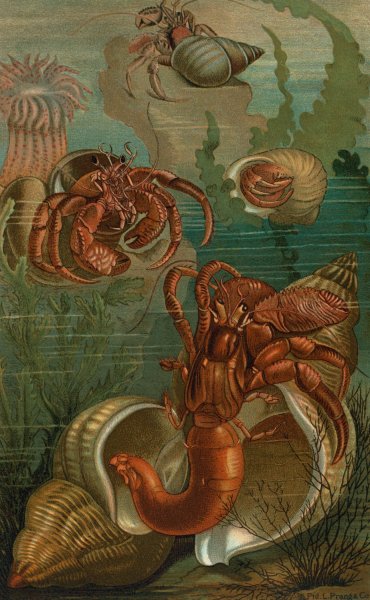 Hermit-Crabs  by John George Wood - Hand-Painted Oil Painting Reproduction