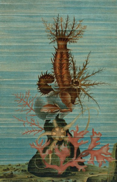 Holothurians, and Sea Star by John George Wood - Hand-Painted Oil Painting Reproduction