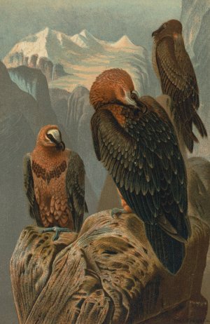 Lammergeyer by John George Wood Oil Painting
