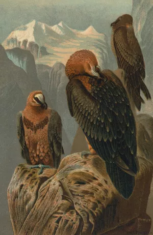 Lammergeyer by John George Wood Oil Painting