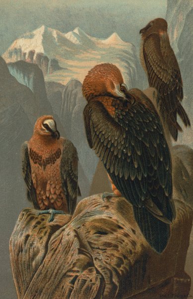Lammergeyer  by John George Wood - Hand-Painted Oil Painting Reproduction