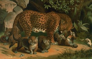 Leopard by John George Wood Oil Painting