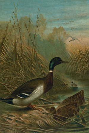 Mallard Duck by John George Wood Oil Painting